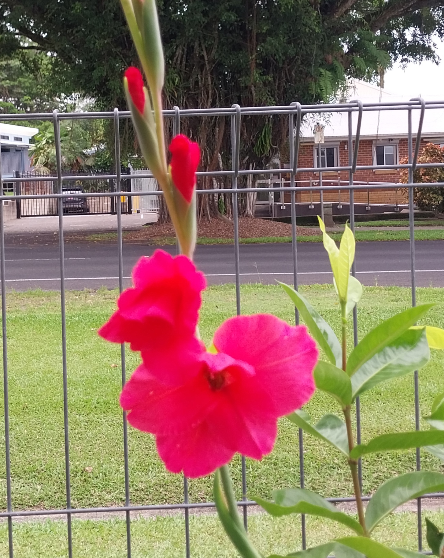 Our Gardens