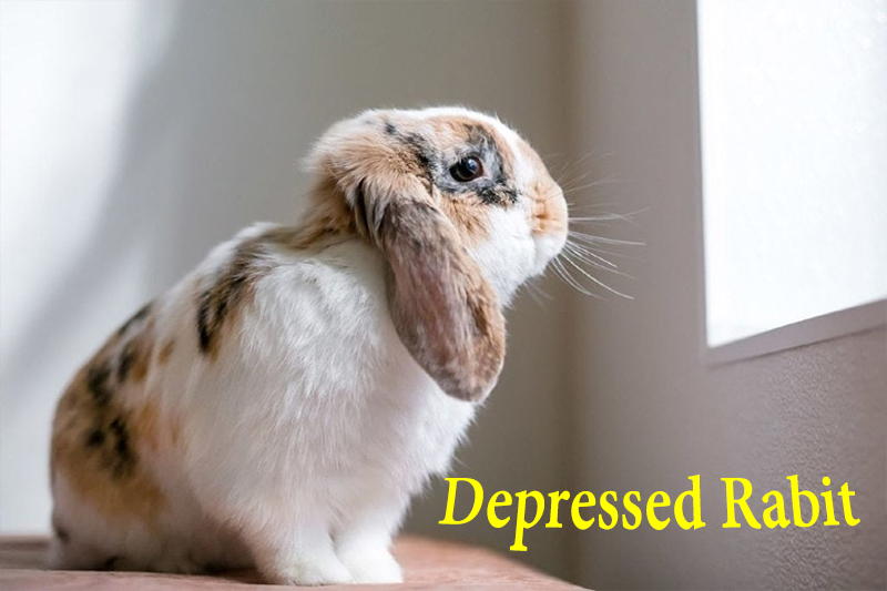 bunnydepressed.png
