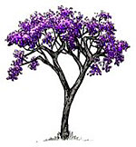 Jacaranda.jpg